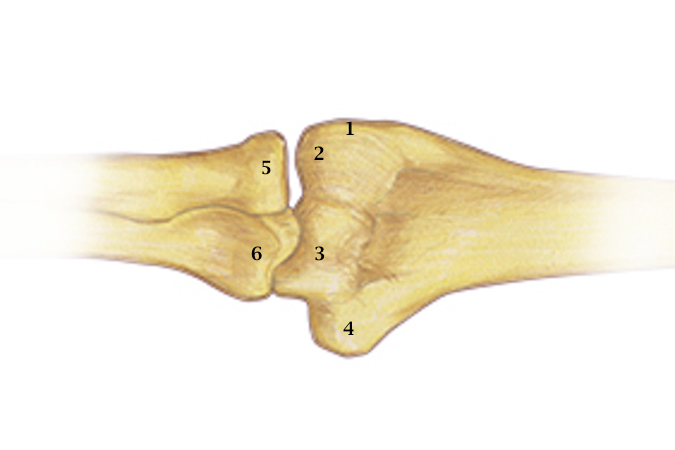 1.  Lateral Epicondyle   2.  Capitellum   3. Trochlea   4.  Medial Epicondyle   5. Radial Head   6. Coronoid Process