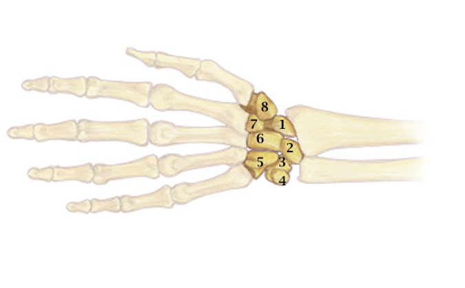 1.  Scaphoid   2. Lunate   3. Triquetrum   4. Pisiform 5.  Hamate   6. Capitate    7. Trapezoid   8. Trapezium