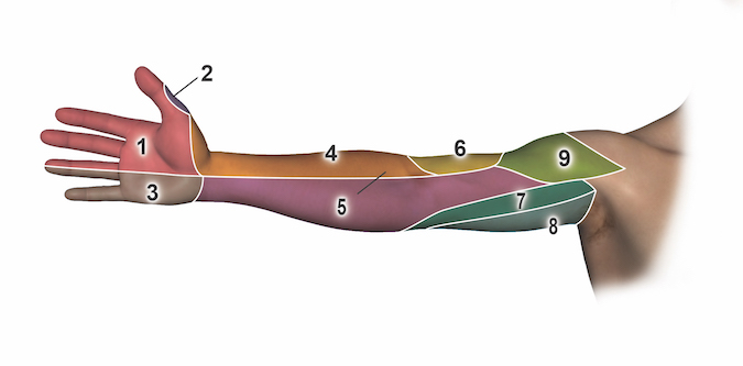 Anterior (palmar or volar ) Sensation by Nerve: 1 = median nerve; 2 = dorsal radial sensory nerve; 3 = ulnar nerve; 4 = lateral antebrachial cutaneous nerve; 5 = medial antebrachial cutaneous nerve; 6 = radial dorsal antebrachial cutaneous nerve;  7 = medial brachial cutaneous nerve; 8 = intercostobrachial nerve; 9 = axillary nerve (superior lateral brachial cutaneous nerve.