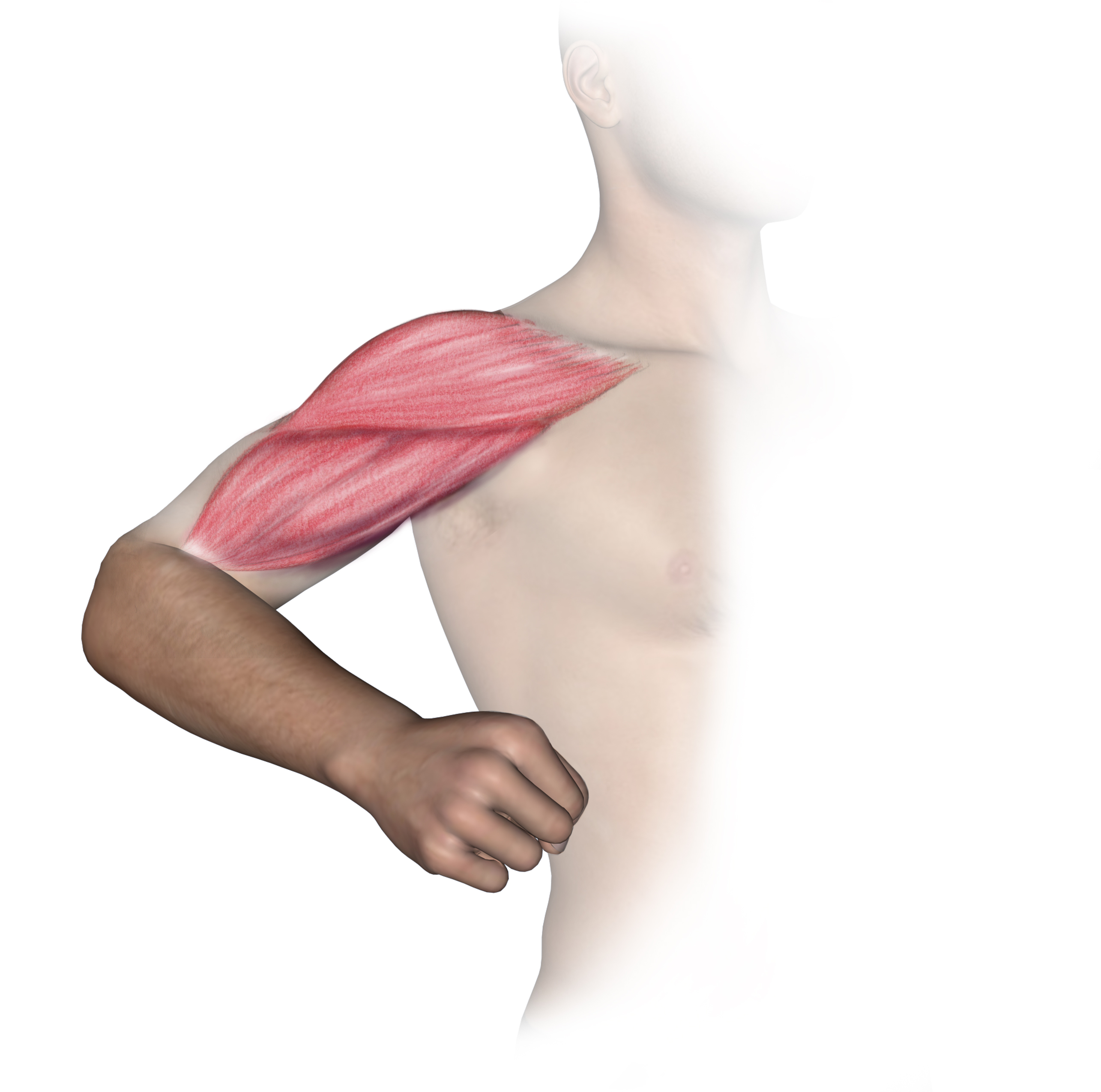 C5 motor activity examined by testing biceps and deltoid muscle.