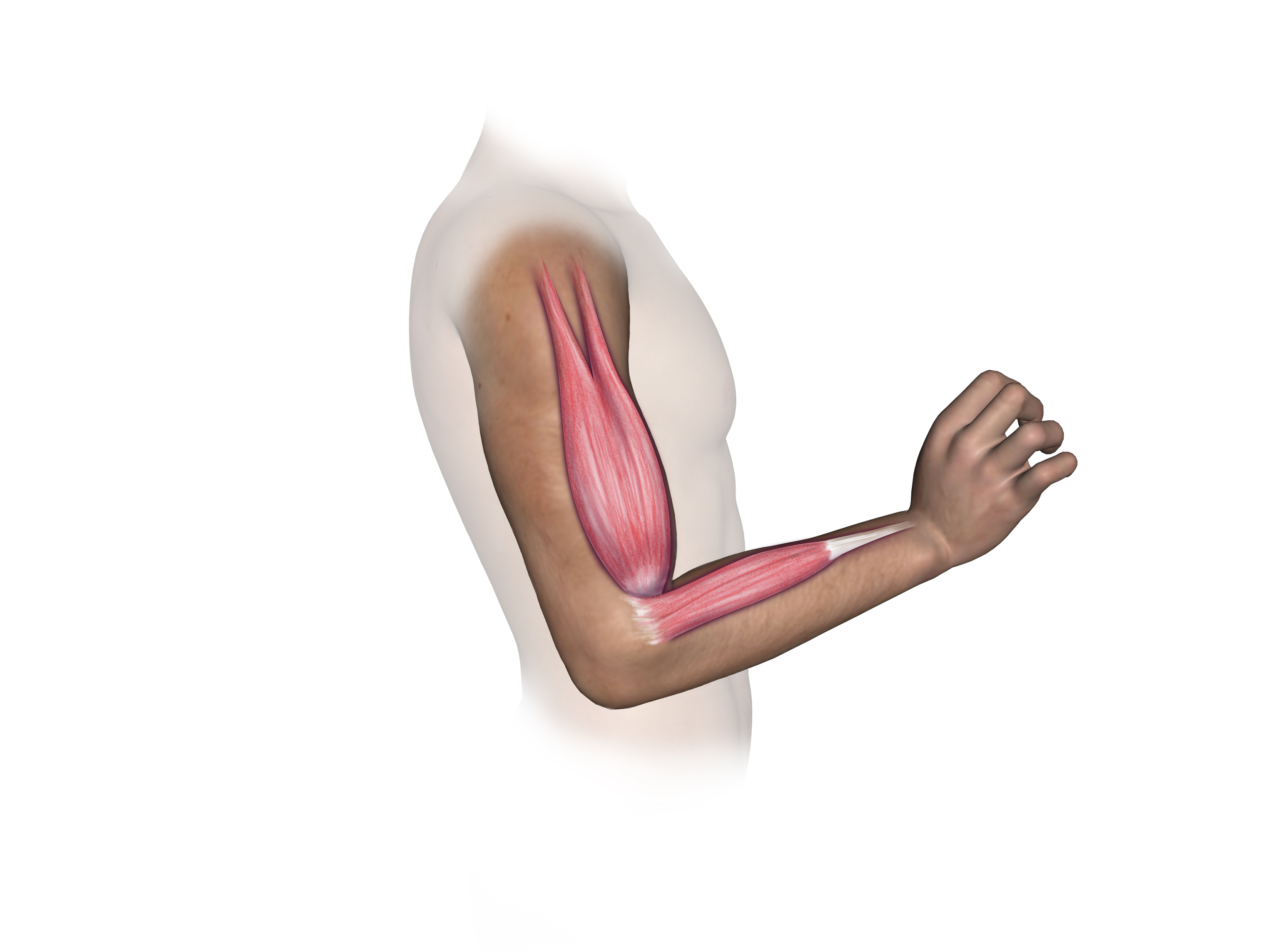 C6 motor activity examined by testing biceps and wrist extensor muscle function.