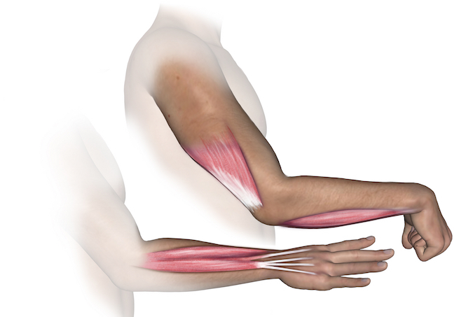 C7 motor activity examined by testing triceps, wrist flexors and finger extensor muscle function.