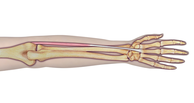 ANATOMY | Hand Surgery Resource