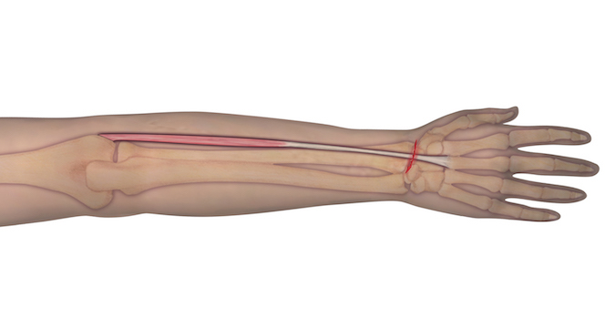 ECRB anatomy illustration