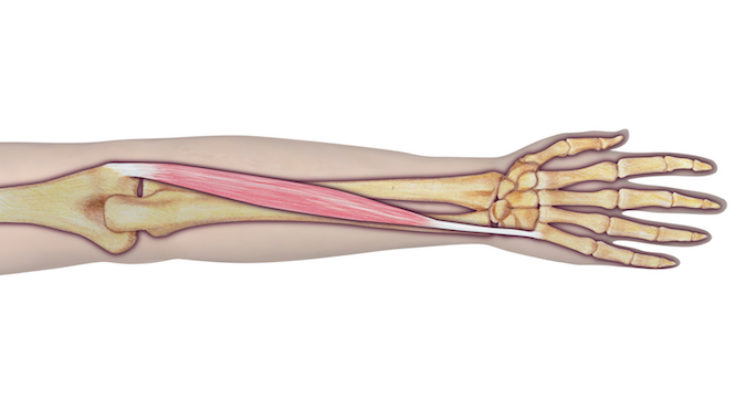 ECU anatomy illustration