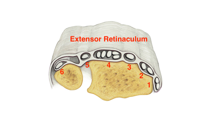 The extensor retinaculum prevents bowstring during extension. Its vertical septa define six extensor compartments. The first contains the Abductor Longus and Extensor Pollicis Brevis; the second contains the Extensor Carpi Radialis Longus & Brevis; The third contains the Extensor Pollicis Longus; The fourth contains the Extensor Digitorum Communis & Extensor Indicis Proprius: The fifth contains the Extensor Digiti Minimi; & the sixth contains the Extensor Carpi Ulnaris.