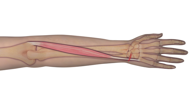 This illustration represents the anatomy of the muscle and tendon origin and insertion. Should an individual sustain a laceration as depicted, the observer can assume that the underlying tendon may be at risk for complete transection. A proper examination is needed to determine the integrity of the tendon.