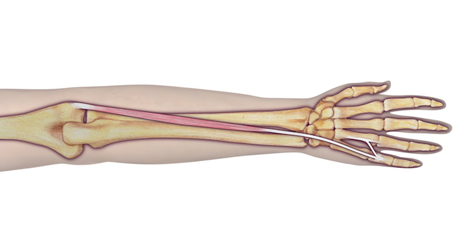 EDM anatomy illustration