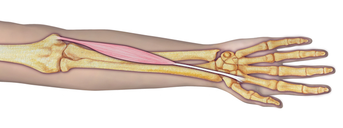 FCR anatomy illustration