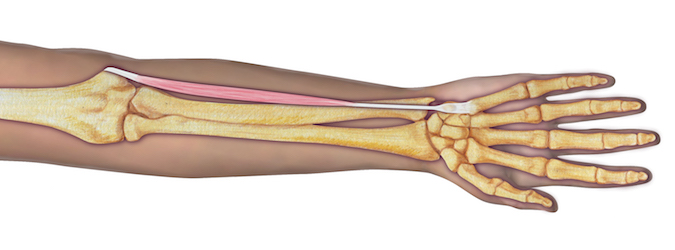 FCU anatomy illustration