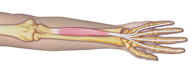 FDP anatomy illustration