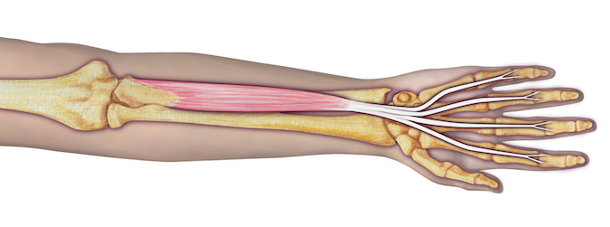 Anatomy of the Flexor Digitorum Superficial (Sublimus)