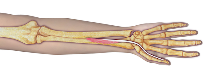 FPL anatomy illustration