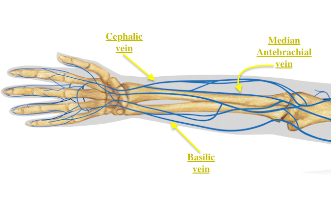 Upper Extremity Veins: