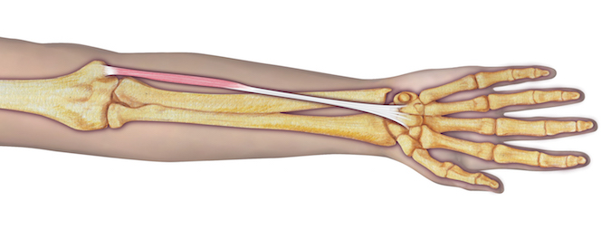 PL anatomy illustration