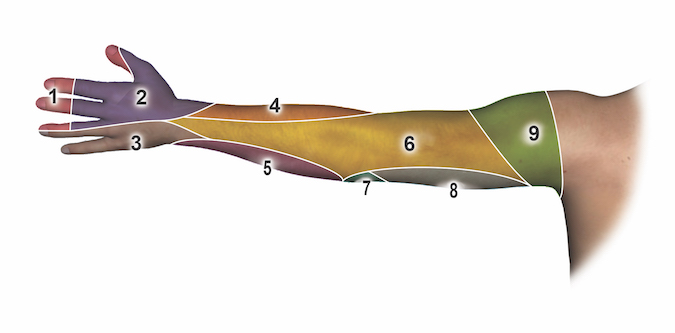 Posterior (Dorsal) Sensation by Nerve: 1 = median nerve; 2 = dorsal radial sensory nerve; 3 = ulnar nerve (dorsal ulnar sensory nerve); 4 = lateral antebrachial cutaneous nerve; 5 = medial antebrachial cutaneous nerve;  6 = posterior brachial cutaneous nerve, inferior lateral cutaneous nerve, posterior antebrachial cutaneous nerve; 7 = medial brachial cutaneous nerve; 8 = intercostobrachial nerve; 9 = axillary nerve (superior lateral brachial cutaneous nerve).