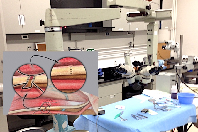 Microsurgical lab for practicing nerve repair techniques (see insert).